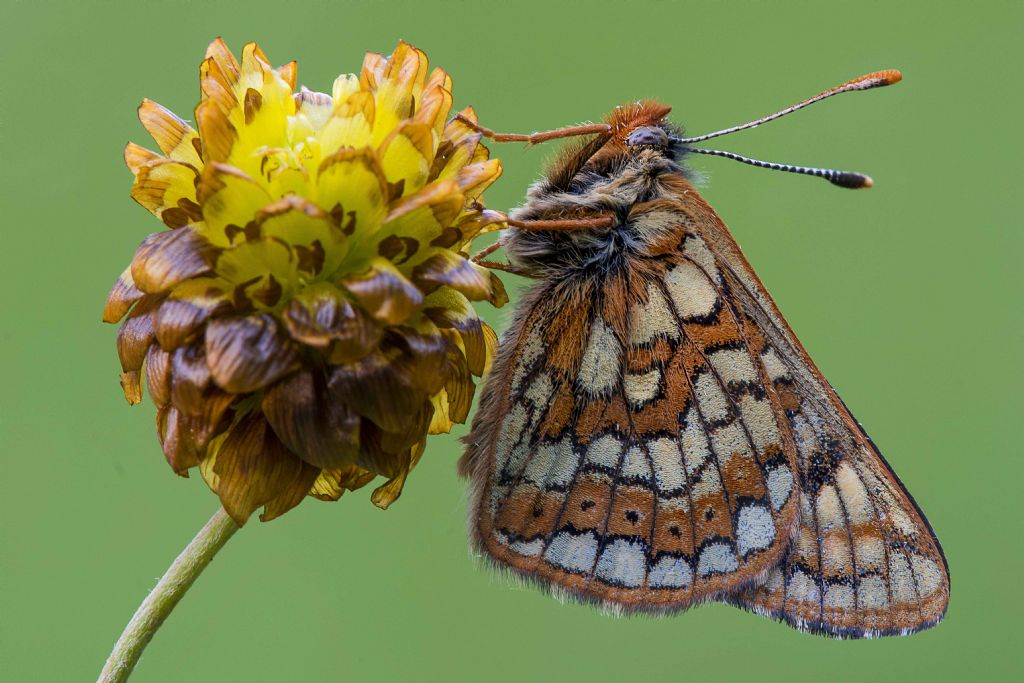 Identificazione farfalla